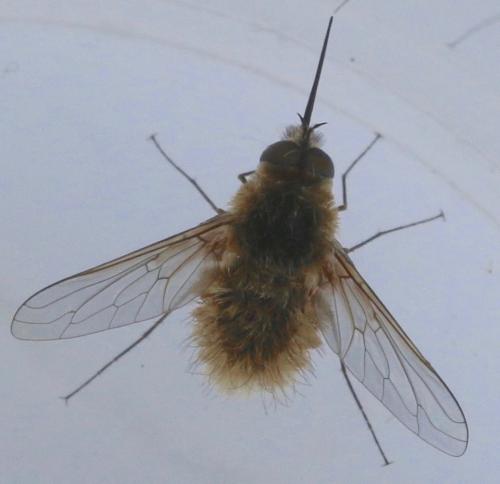 Réf. 327 877 : Systoechus sp.